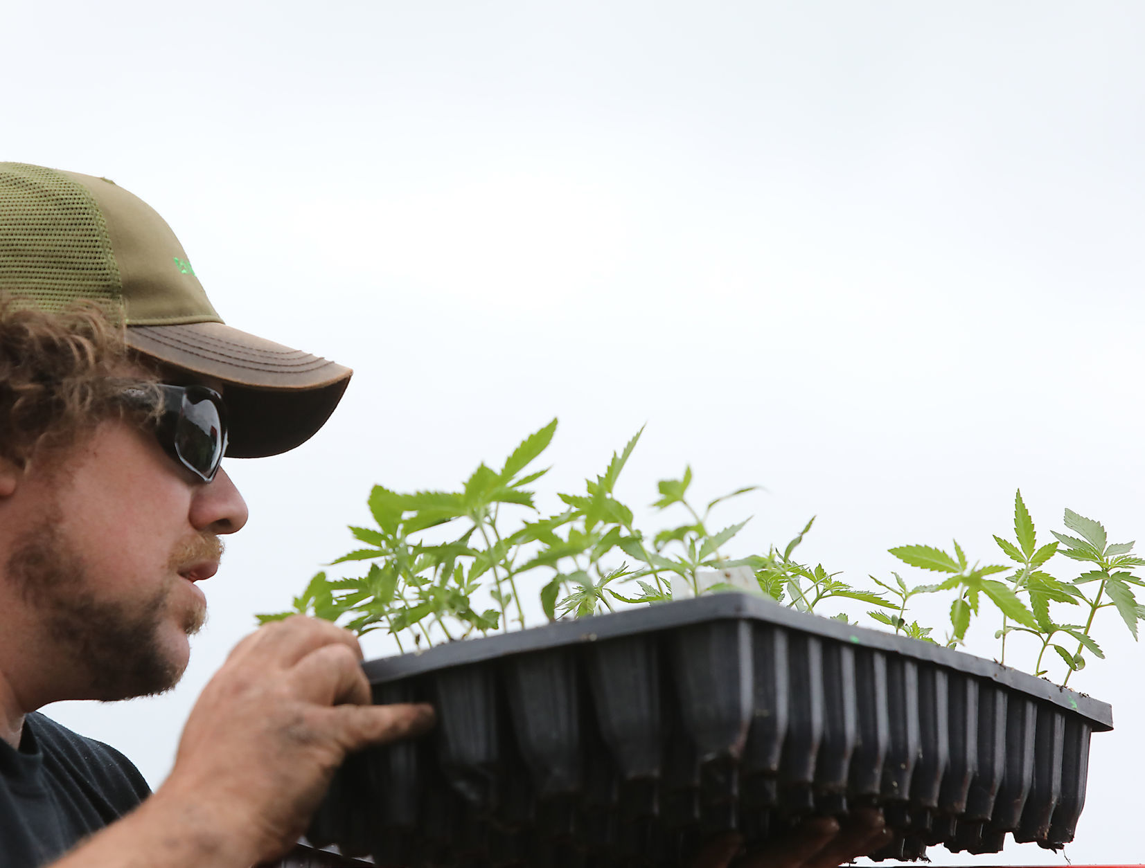 A hemp revival